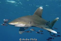 Close-up-Meeting with a longimanus (Oceanic Whitetip Shark) by Andre Philip 